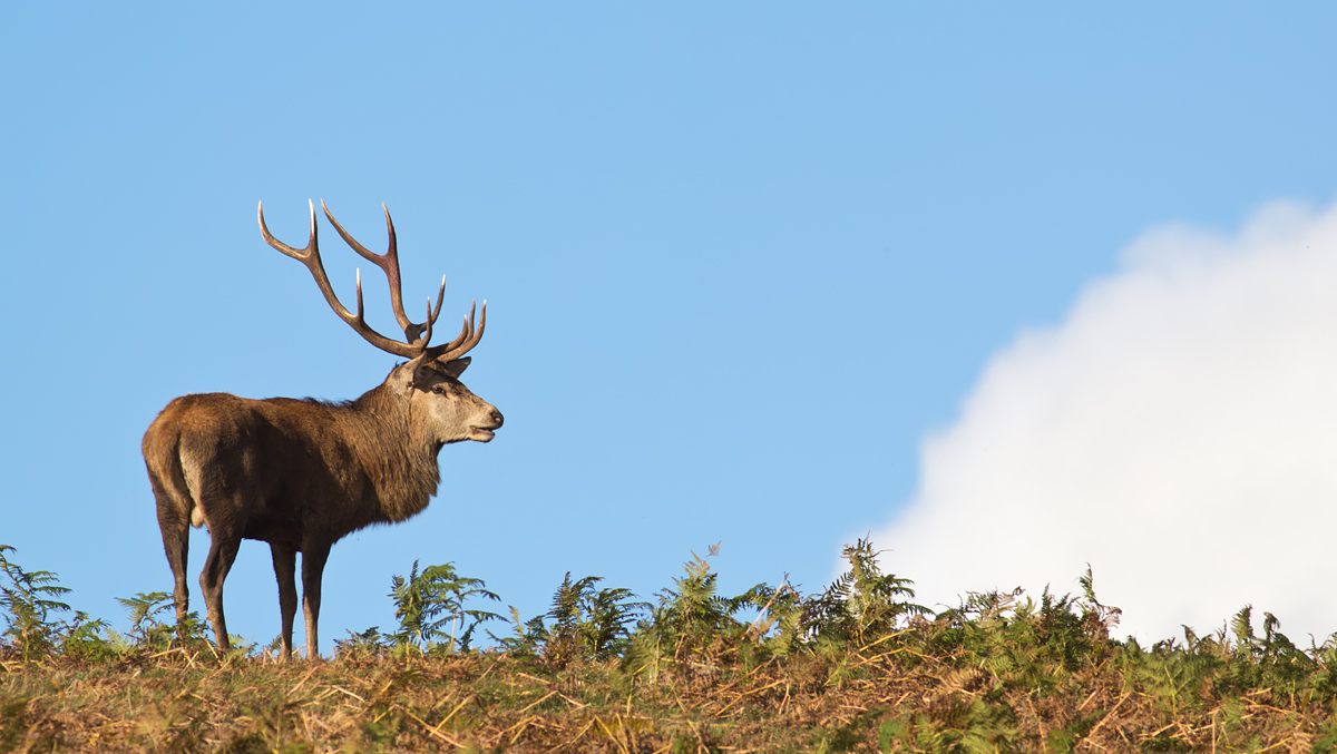 Red Deer Stag 2